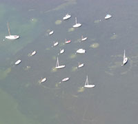 West Falmouth Harbor seagrass damage